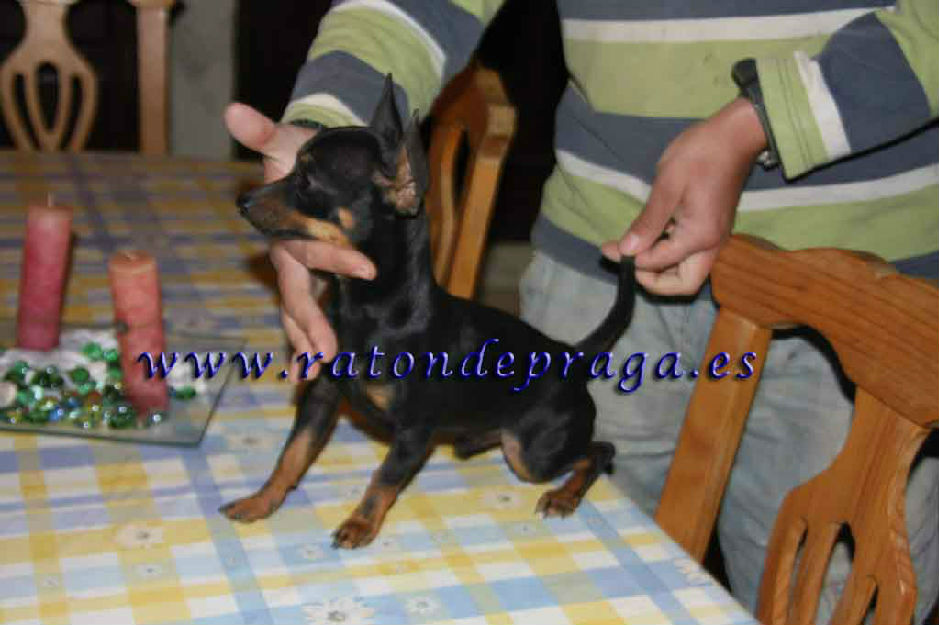 Raton de Praga Malaga ocasion  350 €