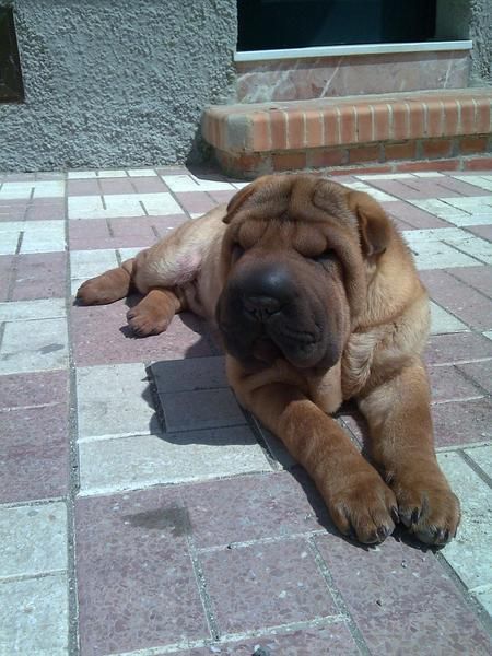 se ofrece shar pei para monta