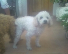 vendo 2 cachorritas de caniches toy blancas, - mejor precio | unprecio.es