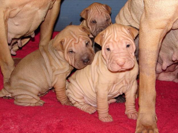 ¡¡¡¡¡PRECIOSOS CACHORROS DE SHARPEI!!!