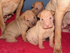 ¡¡¡¡¡PRECIOSOS CACHORROS DE SHARPEI!!! - mejor precio | unprecio.es