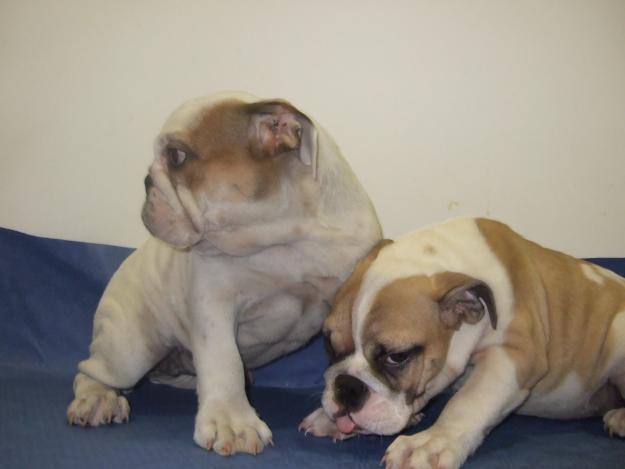 CACHORROS DE BULLDOG INGLES, EXCELENTES!!  950E