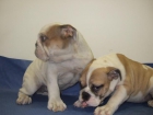 CACHORROS DE BULLDOG INGLES, EXCELENTES!!  950E - mejor precio | unprecio.es