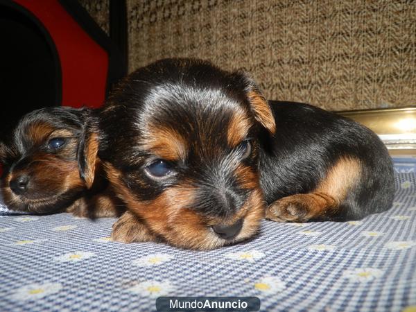 Cachorros yorkshire Baratos!!