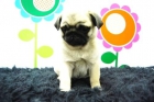 Ejemplares de Carlinos Cachorros Disponibles - mejor precio | unprecio.es