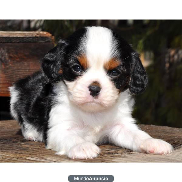 GRATIS CACHORROS CAVALIER KING CHARLES