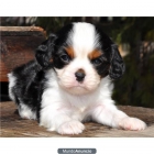 GRATIS CACHORROS CAVALIER KING CHARLES - mejor precio | unprecio.es