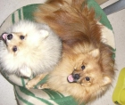 Pomerania para MONTAS - mejor precio | unprecio.es