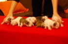 vendo 8 cachorros bulldog ingles - mejor precio | unprecio.es