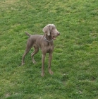 Weimaraner para montas.Pedigree - mejor precio | unprecio.es