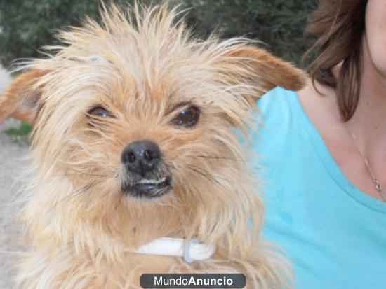 Paquita pequeñaja de 3 años la abandonaron en la puerta del refugio