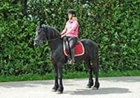 ** caballo castrado Friesian Encantador ** - mejor precio | unprecio.es