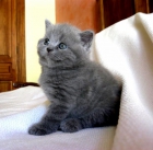 British shorthair - mejor precio | unprecio.es