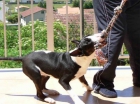 Bull Terrier Monta - mejor precio | unprecio.es
