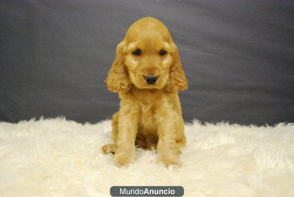 cocker disponibles de primera calidad , cachorritos disponibles¡¡¡ www.doogs.es