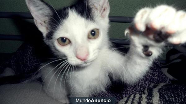 GATITO EN ADOPCION ELCHE (Protectora de Animales y Plantas Baix Vinalopo)