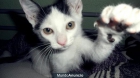 GATITO EN ADOPCION ELCHE (Protectora de Animales y Plantas Baix Vinalopo) - mejor precio | unprecio.es