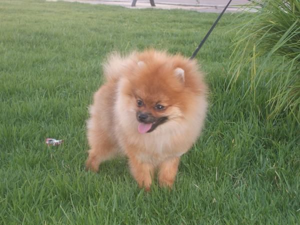 Pomerania de Durancan