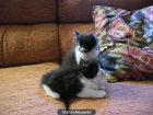 Vendo gatitos persas - mejor precio | unprecio.es