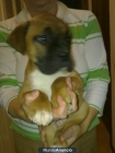 VENTA DE BOXER CON PEDIGREE - mejor precio | unprecio.es