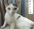 Bella y Blas, gatos cariñosos y confiados en adopción - mejor precio | unprecio.es