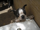 BOSTON TERRIER - mejor precio | unprecio.es