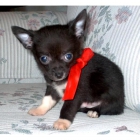 Cachorritos de Chihuahua de Estupenda Calidad y Magnifica Calidad 130â¬ - mejor precio | unprecio.es