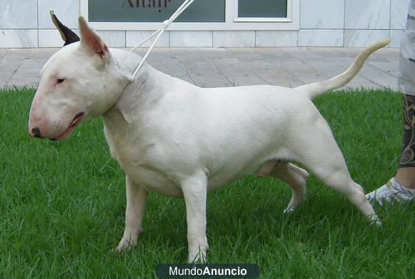 CACHORRO BULL TERRIER  PROXIMA CAMADA