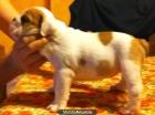 Camada BULLDOG INGLES - mejor precio | unprecio.es