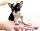 Chihuahua cachorros miniatura - mejor precio | unprecio.es