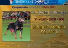 excelente camada de rottweiler - mejor precio | unprecio.es