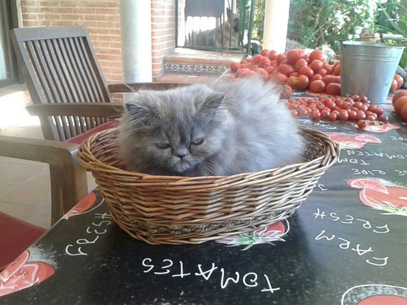 Gatita persa