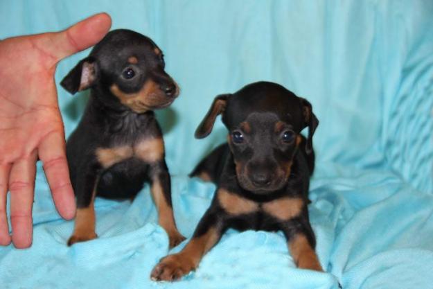 Pinscher Toy Malaga