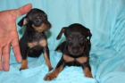 Pinscher Toy Malaga - mejor precio | unprecio.es