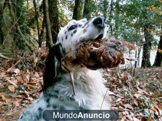 Se venden cachorros de Setter inglés