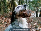 Se venden cachorros de Setter inglés - mejor precio | unprecio.es