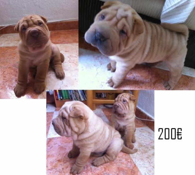 Se venden Sharpeis