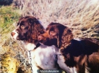 Springer Spaniel - mejor precio | unprecio.es