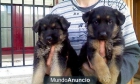 Vendo cachorros de pastor aleman con dos meses - mejor precio | unprecio.es