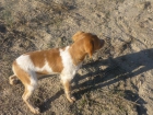 venta de cachorros epagneul bretón - mejor precio | unprecio.es