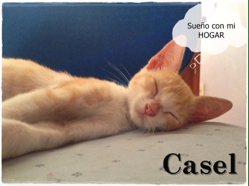 Casel, gatito rubito en adopción