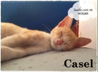 Casel, gatito rubito en adopción - mejor precio | unprecio.es