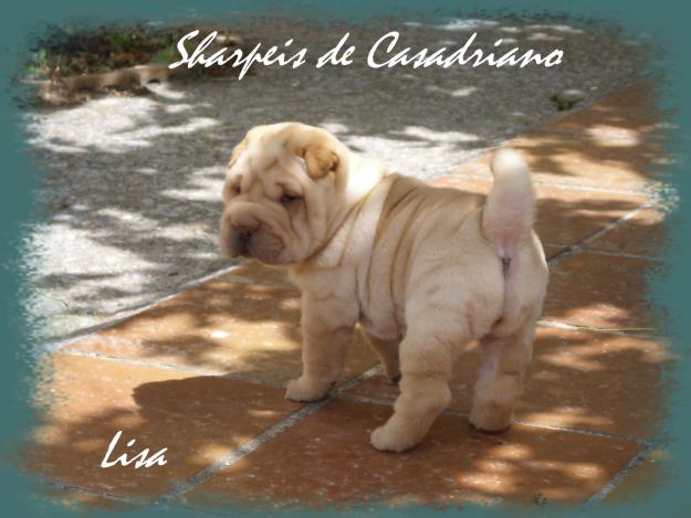 CACHORRITA SHAR PEI COLOR CREMA ARTICO