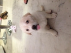 Cachorros / cachorras de labrador muy economicos - mejor precio | unprecio.es