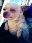 Chihuahua - Small - Adult - Male - Dog - Fenway - mejor precio | unprecio.es
