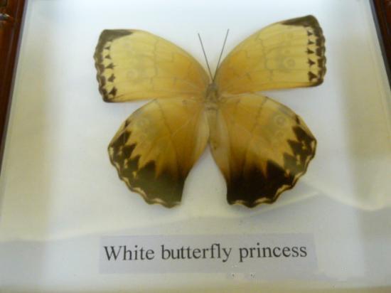 Mariposa disecada - White Butterfly Princess