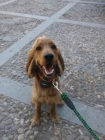 regalo cocker de 1 año!!! - mejor precio | unprecio.es