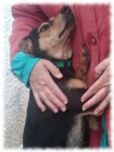 Pocoyó, macho X Pinscher en adopción - mejor precio | unprecio.es