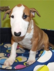 ¡Bullterrier, no encontraras mejores cachorros! - mejor precio | unprecio.es