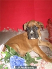 boxer boxer en madrid desde 450 - mejor precio | unprecio.es